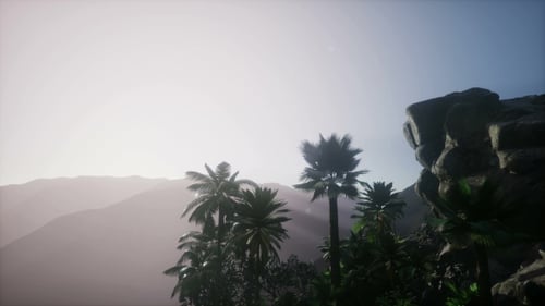 Sunrise over Lush Tropical Mountains with Palm Trees