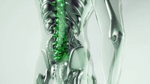 Modelo de huesos esqueléticos de columna vertebral humana con órganos