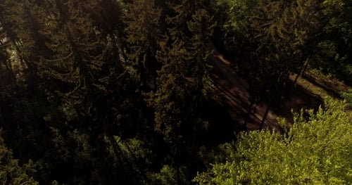 Flying Over Forest. Forest From Above