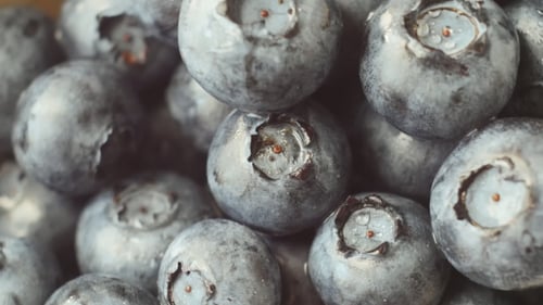 Close Up of Fresh Ripe Blueberries