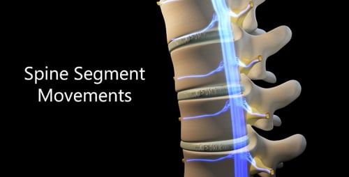 3D Medical Animation of Human Spine, Spinal Cord, and Nerves