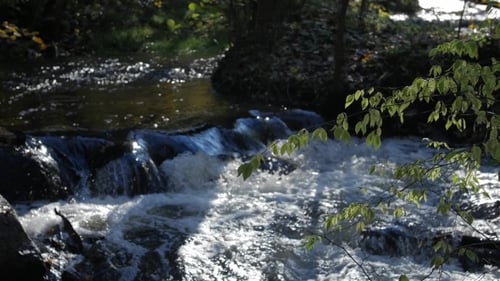 Rapid Stream, River Water Flowing Through the Stones, Wonderful Nature Scene of Wilderness