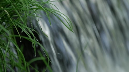 Flowing Water Splash on Waterfall with Green Grass