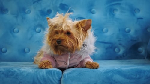 Yorkshire Terrier in Pink Coat on Blue Sofa