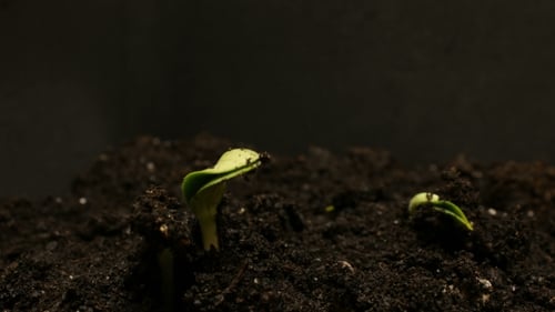 Germinating Seed Growing in Ground Agriculture Spring Summer