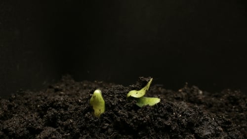 Keimendes Saatgut wächst in der Bodenlandwirtschaft Frühling Sommer