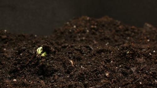 Germinating Seed Growing in Ground Agriculture Spring Summer