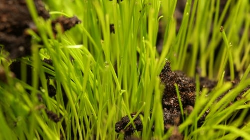 Plant Growing From Soil - Beginning New Life