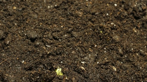Germinating Seed Growing in Ground Agriculture Spring Summer