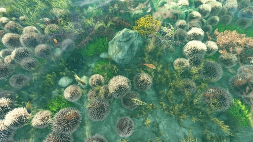 Unterwasser-Szene