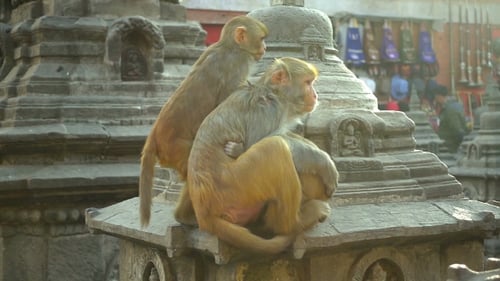 Monkeys on the Background of the City