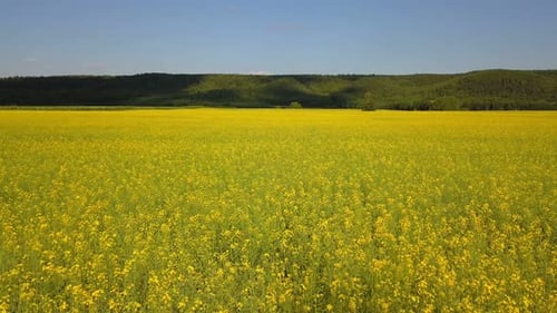 Nature Flower Field