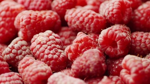 Close Up of Fresh Red Raspberries