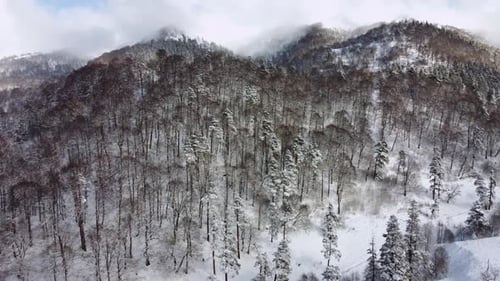 Aerial Forest view - Winter Landscape Aerial