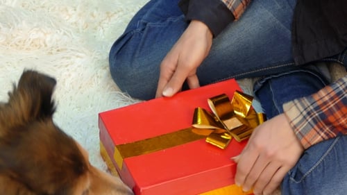 Dog Receives Gift Box Full of Treats