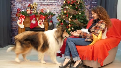 Mädchen mit Hund spielt in der Nähe eines Weihnachtsbaums