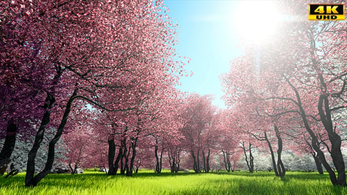 Blühende Sakura Kirschbäume
