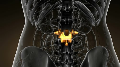 3D Human Spine Animation with Glowing Lumbar Vertebrae