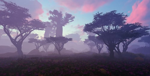 Forêt dans le brouillard