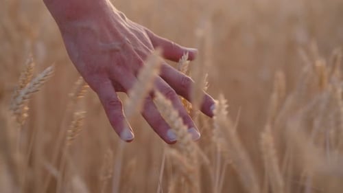 Hand Touching Wheat Field in Golden Light