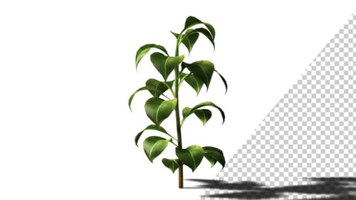 Animated Plant Growth Reveal with Transparent Background