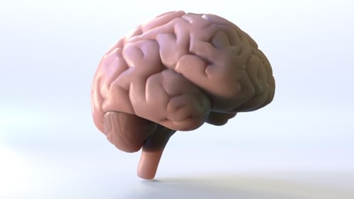 Rotating 3D Human Brain Model Animation
