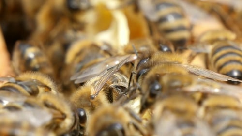 Humming Bees Creep on Yellow and White Beecombs in a Beehive