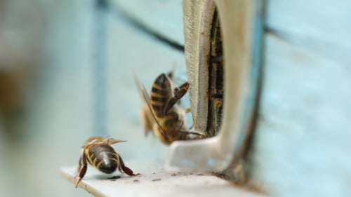 Bees Swarming Around the Entrance of Their Hive