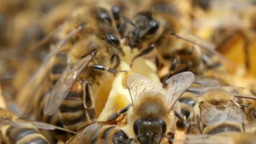 Gestreifte Bienen schwärmen auf gelben und weißen Bienenkämmen in einem Bienenstock