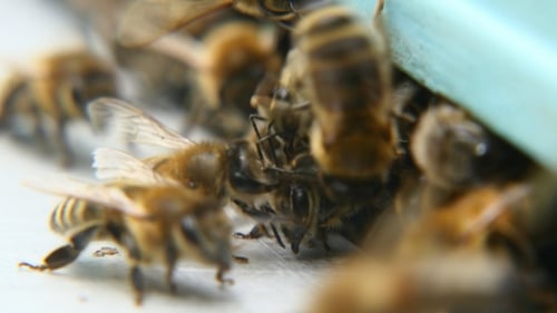 Im
Sommer schwärmen Bienen an einem Bienenstockeingang. Sie haben Pollen mitgebracht