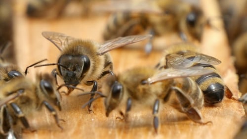 Die Bienenkolonie wackelt mit ihren Antennen und schwärmt in einem Bienenstock