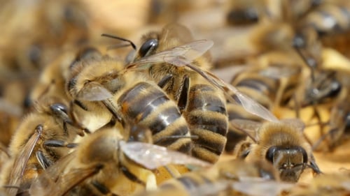 Buzzing Bees Swarm on Yellow and White Beecombs in a Beehive