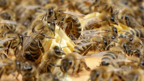 Mühsame Bienen schwärmen auf gelben und weißen Bienenkämmen in einem Bienenstock