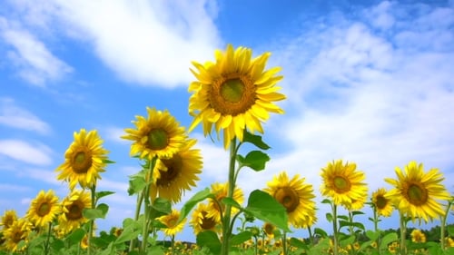 Sunflowers dance