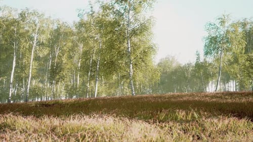 Spring in the Birch Grove Forest