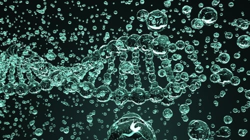 Fluid DNA Double Helix Rotation in Clear Bubbles