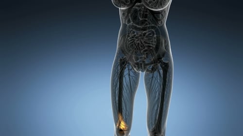 Transparent Human Leg Anatomy with Joint Pain and Medical Glow
