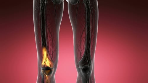 Knee Bones Anatomy