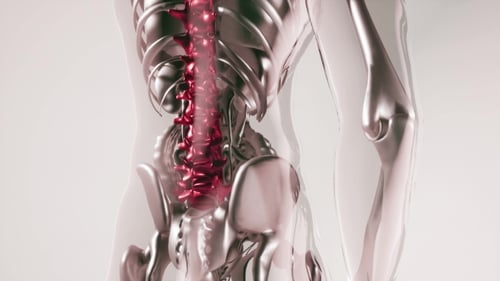 Modelo de huesos esqueléticos de columna vertebral humana con órganos