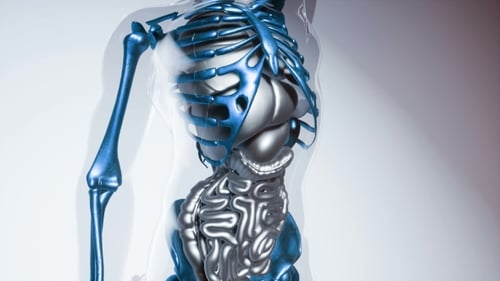 3D Human Torso Scan with Internal Organs and Skeleton