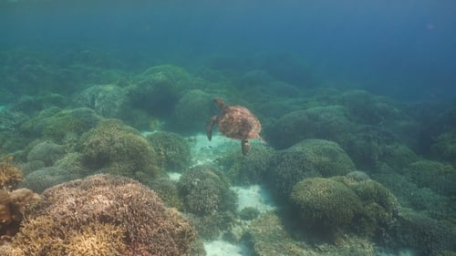 Sea Turtle Under Water