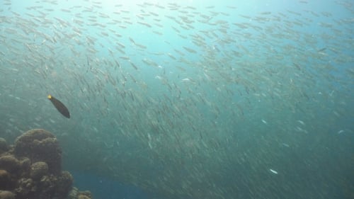 Swarm of Silver Fish Swimming Underwater Near Coral