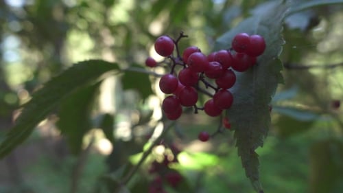 Rote reife Beeren auf Zweigen Viburnum-Baum in wilder Natur im Sommerwald