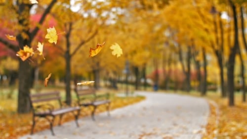 Blätter fallen im Herbstpark