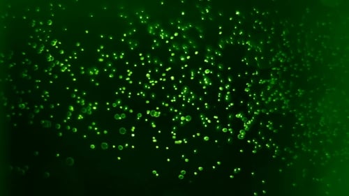 Green Glow Particles Motion