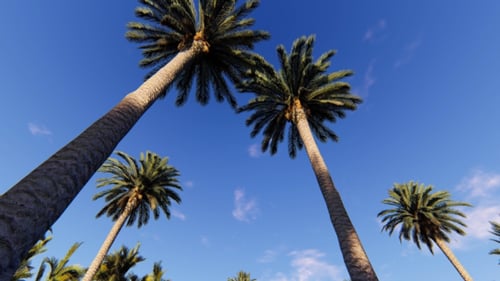 Palms Land 2