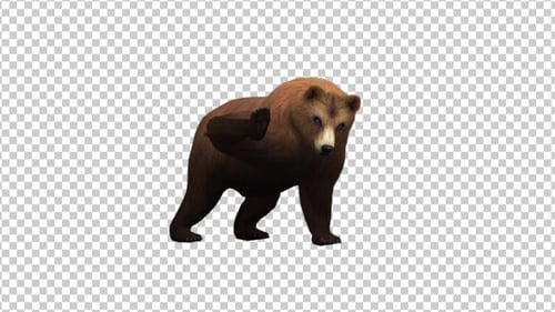 Realistic Brown Bear Walking Animation with Alpha Channel
