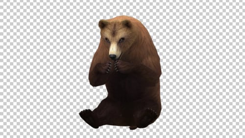 Brown Bear Eating