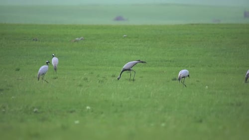 Real Wild Crane Birds Walking in Natural Meadow Habitat