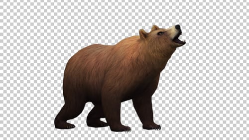Bear Howl